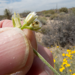Psilostrophe cooperi