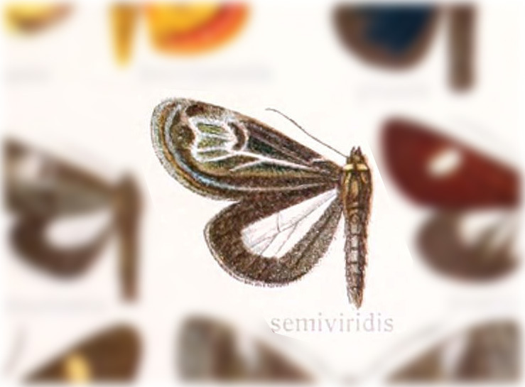 Erocha semiviridis