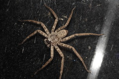 Selenops mexicanus