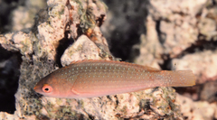Yellowband Wrasse photo 2