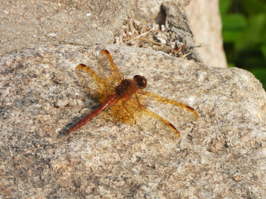 Sympetrum croceolum