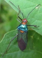 Sphictyrtus sumtuosus