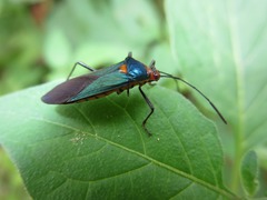 Sphictyrtus sumtuosus