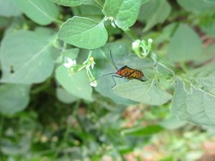 Sphictyrtus sumtuosus