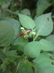 Sphictyrtus sumtuosus