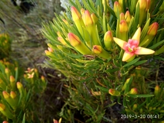 Saltoblattella