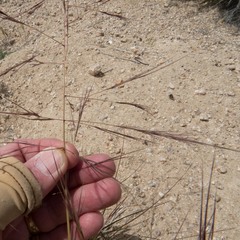 Aristida divaricata