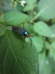 Sphictyrtus sumtuosus