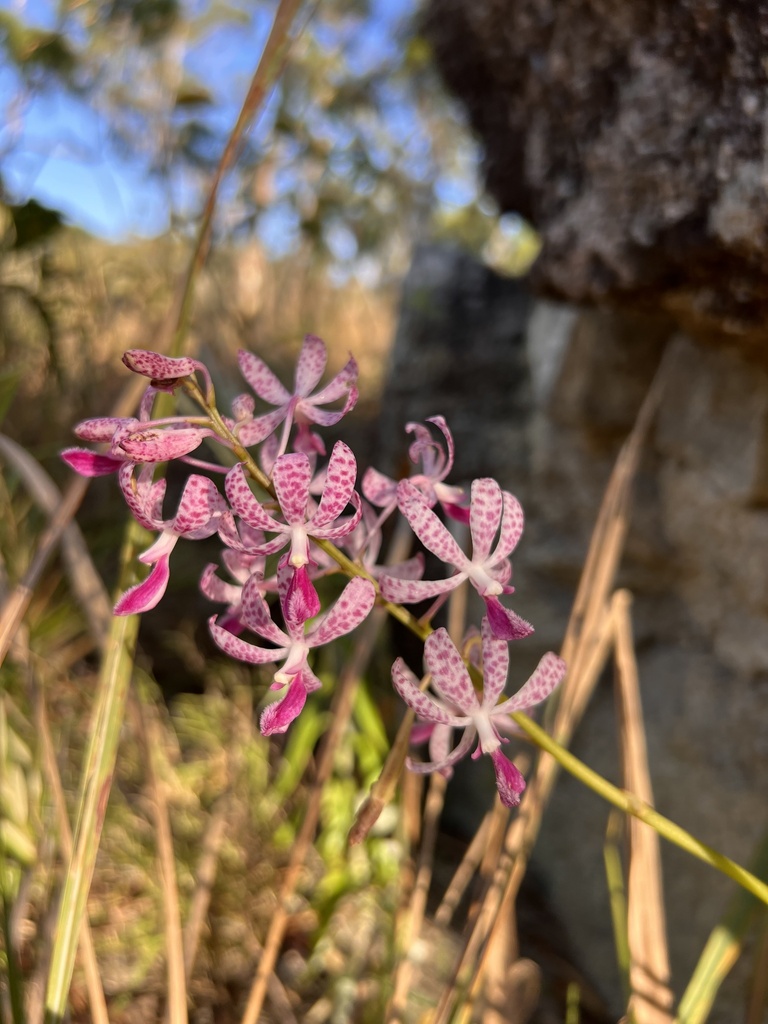 Dipodium ensifolium F.Muell. 2