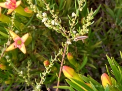 Saltoblattella