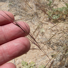 Aristida divaricata