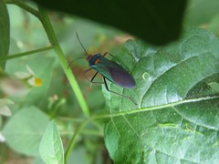 Sphictyrtus sumtuosus