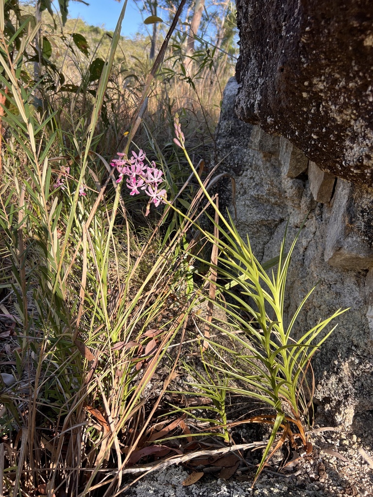 Dipodium ensifolium F.Muell. 3