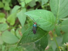 Sphictyrtus sumtuosus