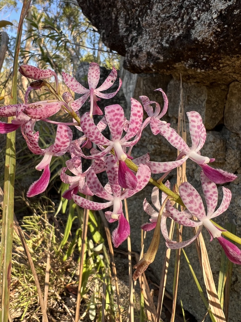Dipodium ensifolium F.Muell. 4