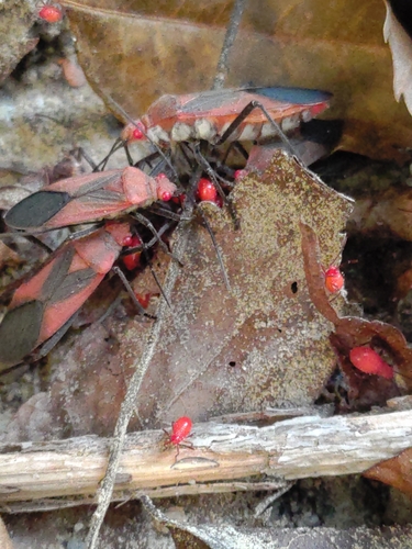 Leptocoris vicinus photo 4