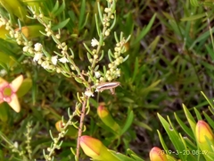 Saltoblattella