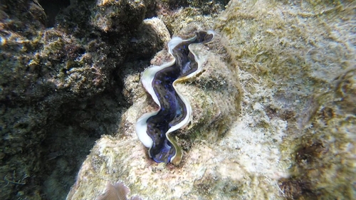 Small Giant Clam — seen at this dive site