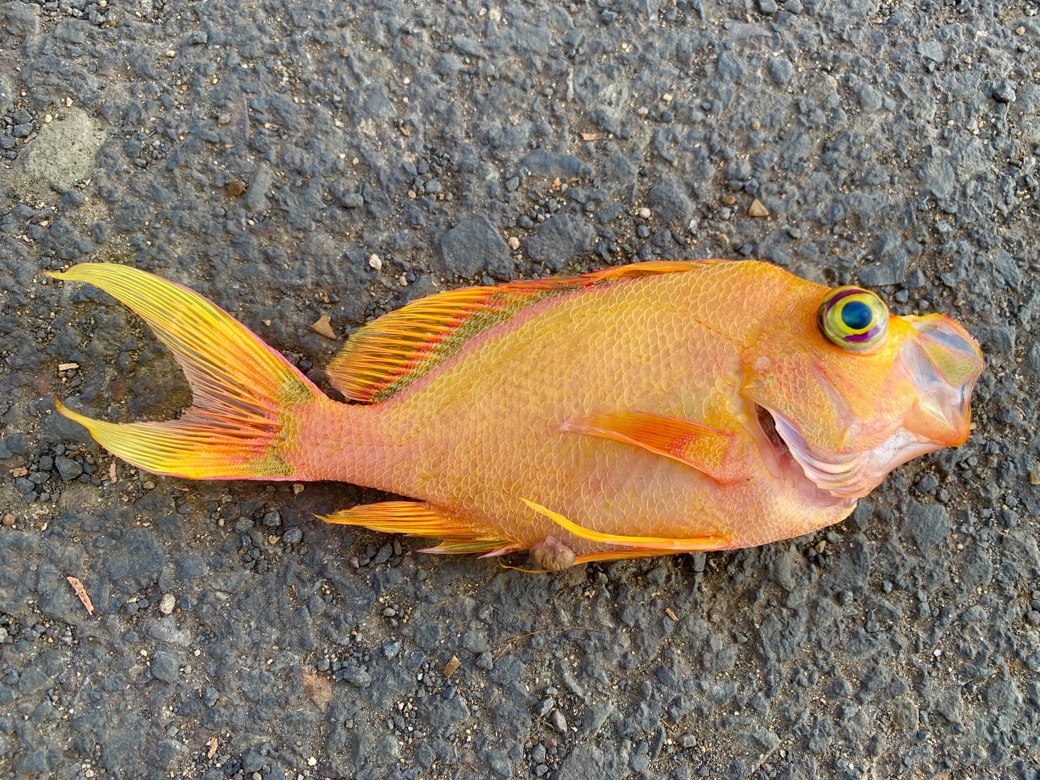 Hawaiian Deep Anthias photo 5