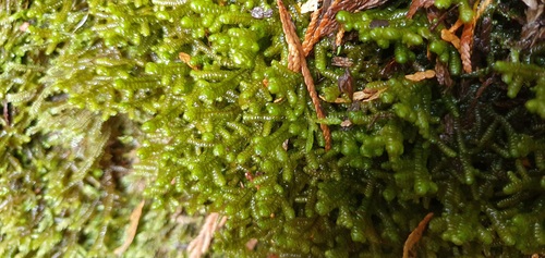 Porella canariensis