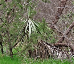 Yucca schottii