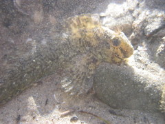 Hypsoblennius gilberti