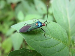 Sphictyrtus sumtuosus