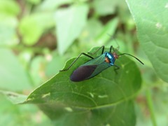 Sphictyrtus sumtuosus