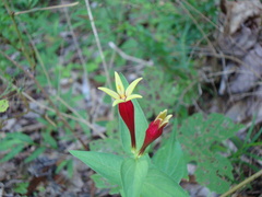 Spigelia marilandica