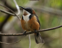 Eastern Spinebill photo 4