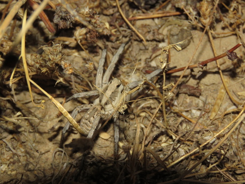 Lycosa praegrandis