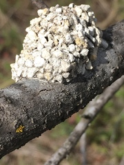 Dianthidium