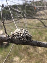 Dianthidium
