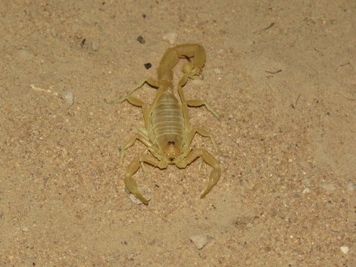 Buthacus tadmorensis