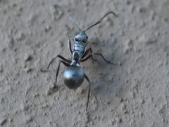 Polyrhachis schlueteri