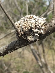 Dianthidium