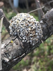 Dianthidium