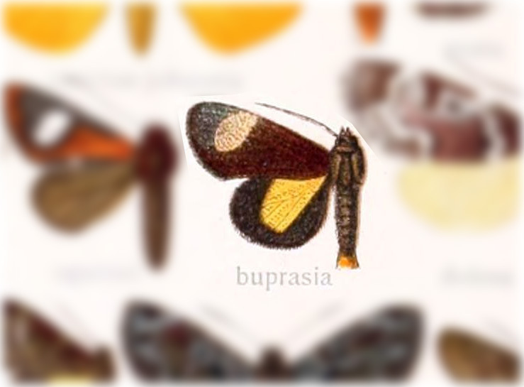 Aucula buprasium