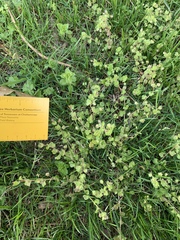 Veronica hederifolia-sublobata-triloba