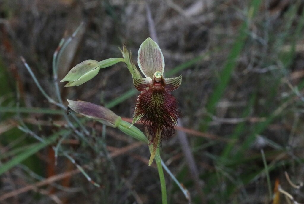 red beard orchid from Nelson Bay NSW 2315, Australia on October 4, 2023 ...