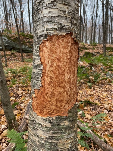 Abbey Pond Trail