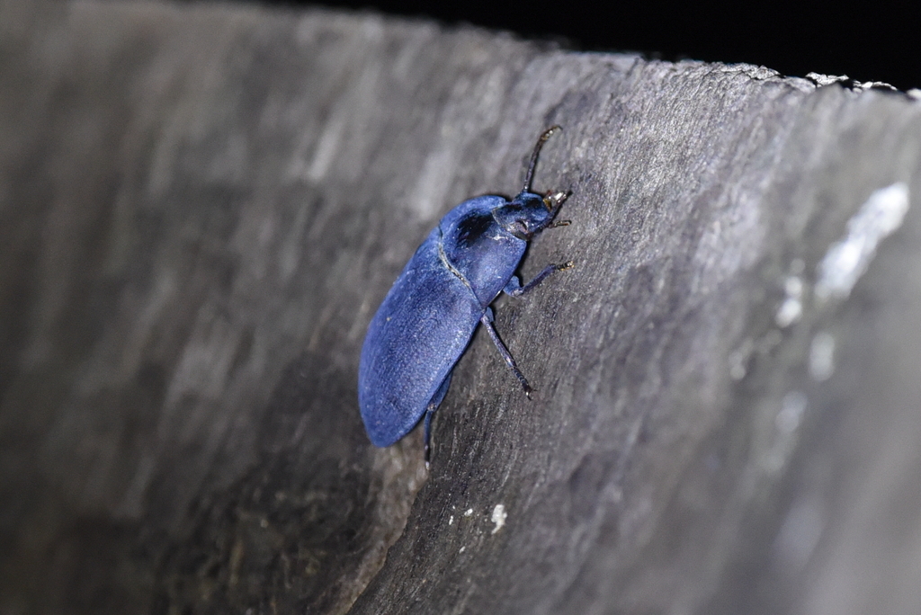 blue piedish beetles from Steiglitz VIC 3331, Australia on October 14