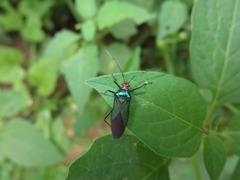 Sphictyrtus sumtuosus