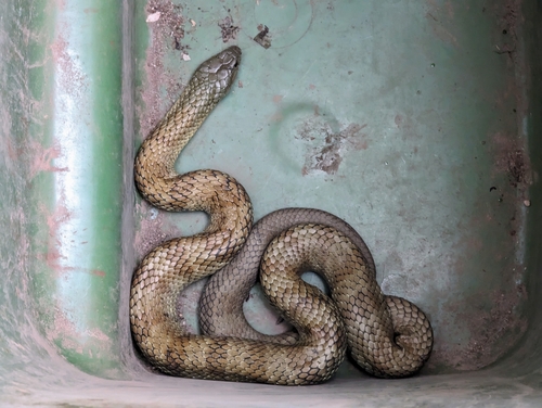 Tiger Snake sighting