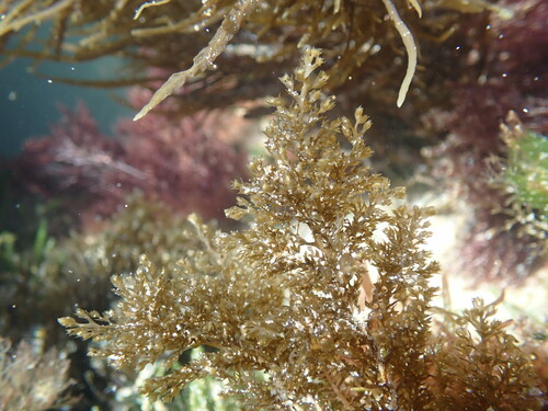 Lobospira bicuspidata, 2023-10-28