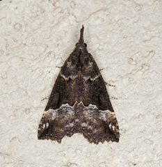 Hypena decorata