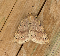 Thallophaga hyperborea