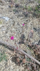 Euphorbia berteroana