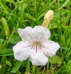 Ruellia morongii