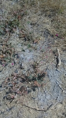 Euphorbia berteroana